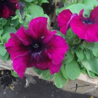 ПЕТУНИИ :: СЕРГЕЙ ФИЛОЧКИН