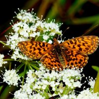 опять про бабочек...339 :: Александр Прокудин