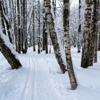Городской парк в январе. :: Милешкин Владимир Алексеевич 