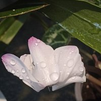 Цикламен :: Pippa 