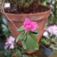 Бутончики :: Pippa 