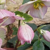 Бутончики :: Pippa 