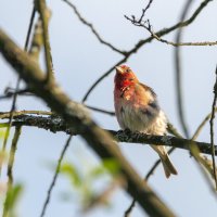 Чечевица :: Владимир Лазарев