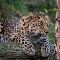 Фото репортаж из зоопарка -11 :: irina Schwarzer 