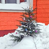 Хорошо иметь ёлочку у дома :: Валерий Иванович Хорошо иметь ёлочку у дома :: Валерий Иванович