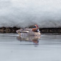чирок свистунок :: юрий макаров чирок свистунок :: юрий макаров