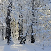 Чародейкою Зимою околдован, лес стоит :: Татьяна Лютаева Чародейкою Зимою околдован, лес стоит :: Татьяна Лютаева