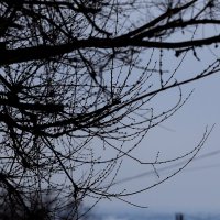 Холодно деревьям :: Юрий Гайворонскiий Холодно деревьям :: Юрий Гайворонскiий