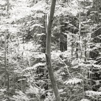 Фотография :: Денис Безногов