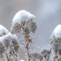 Январская картинка. :: Анатолий. Chesnavik.