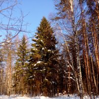 Солнечный день в лесу :: Наталья *** Солнечный день в лесу :: Наталья ***