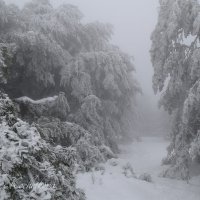 Природа Крыма :: Amazing Cosmea Природа Крыма :: Amazing Cosmea