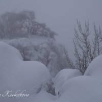 Природа Крыма :: Amazing Cosmea