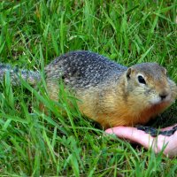 Перемещение семечек за щёки. :: nadyasilyuk Вознюк