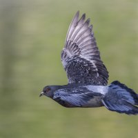 Гулька :: Игорь Шевченко