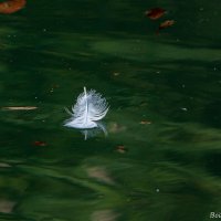 Перышко :: Виктор 