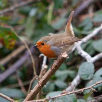 Задорная зарянка :: Виктор 