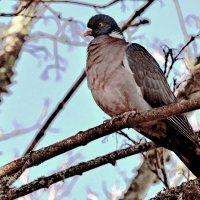 Вяхирь :: Alexandеr P