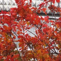 прекрасный октябрь :: Елена Шаламова прекрасный октябрь :: Елена Шаламова