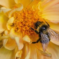 *** :: Виктор Иванович Чернюк *** :: Виктор Иванович Чернюк