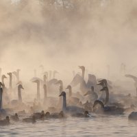 Лебединое озеро....-35 :: владимир 