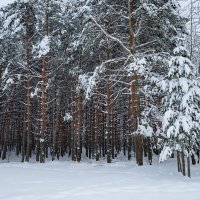 Зимняя природа леса :: Александр Синдерёв