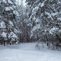 В снежном лесу :: Александр Синдерёв
