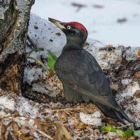 "Археолог". :: Nikolay Lovec