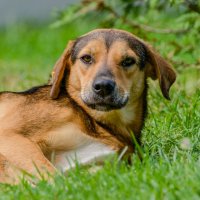 На лужайке :: Виктория 