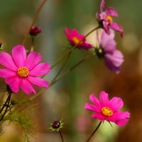 Цветы ноября :: Юрий. Шмаков Цветы ноября :: Юрий. Шмаков