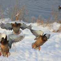 Зимующие кряквы :: Ната Волга Зимующие кряквы :: Ната Волга