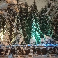 Ёлки :: Сапсан 