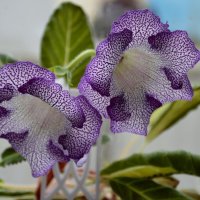 Глоксиния :: Надежда Куркина 