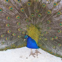 диво от природы :: Олег Лукьянов