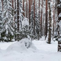 Зимний лес (репортаж из поездок по области). :: Милешкин Владимир Алексеевич 