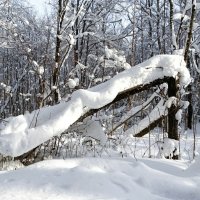 Творчество природы. :: Милешкин Владимир Алексеевич Творчество природы. :: Милешкин Владимир Алексеевич