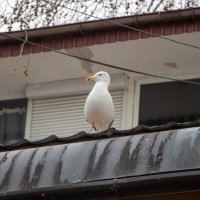 В дозоре. :: Дмитрий А В дозоре. :: Дмитрий А
