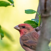 Чечевица :: Владимир Лазарев