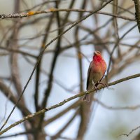 Чечевица :: Владимир Лазарев