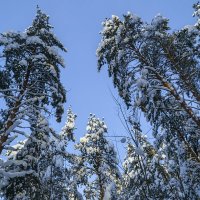 Макушки сосен под снегом :: Сергей Цветков Макушки сосен под снегом :: Сергей Цветков