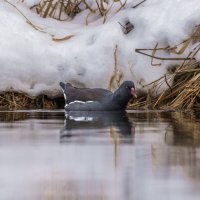 камышница :: юрий макаров