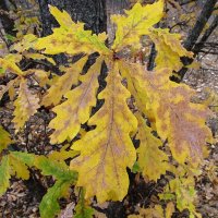 прекрасный октябрь :: Елена Шаламова прекрасный октябрь :: Елена Шаламова