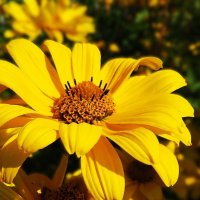 Гелиопсис :: Лариса С. Гелиопсис :: Лариса С.