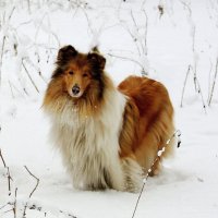 Встреча в парке :: Галина Нестратова Встреча в парке :: Галина Нестратова