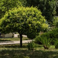 Городской парк :: Игорь Сикорский Городской парк :: Игорь Сикорский