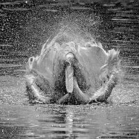 ***** :: Андроник Александр