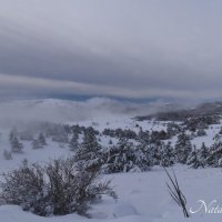 Природа Крыма :: Amazing Cosmea Природа Крыма :: Amazing Cosmea