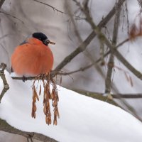 *** :: Владимир Безбородов