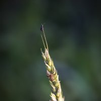 *** :: Александр. AVG100 ---