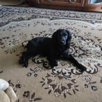 R :: Андрей Л. В.